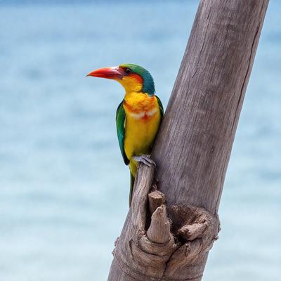 The primary subject of the image is a colorful bird perched on a wooden pole. The bird is positioned near the top of the pole, and its vibrant colors make it stand out against the wooden background. The setting appears to be a beach, as the bird is sitting on a wooden pole near the water. The visual style of the image is a close-up of the bird, showcasing its unique features and colors. The overall atmosphere of the image is lively and captivating, with the bird being the main focus of the scene.